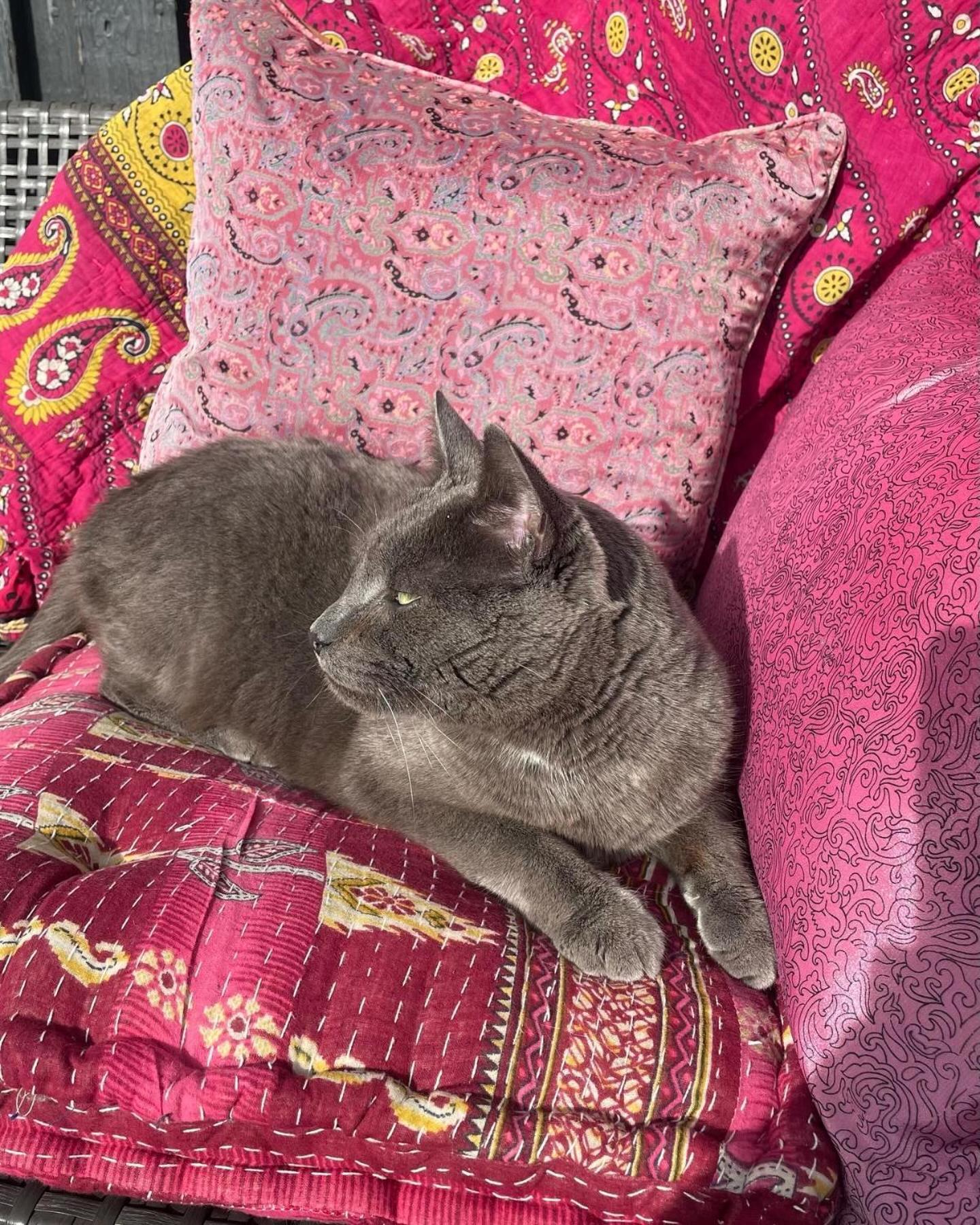 Cool Familyhome Close To The Beach W Two Cuddly Cats Espergærde Eksteriør bilde